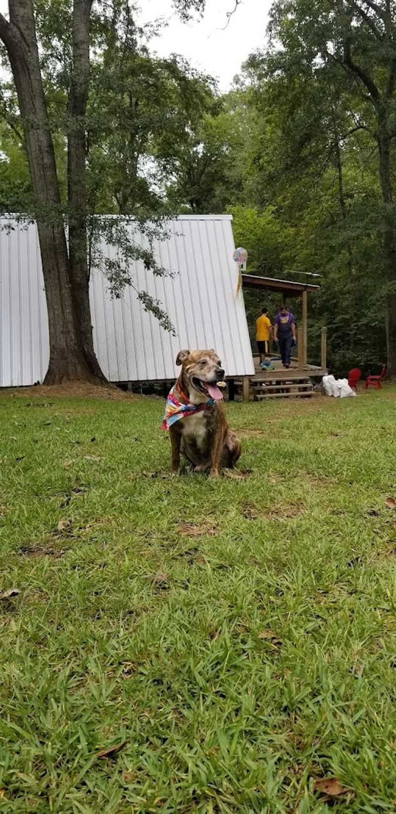 Pet Policy And Dog-Friendly Tips