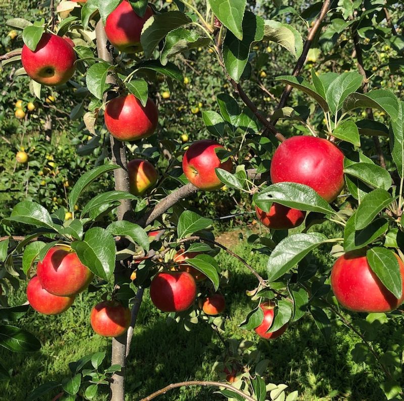 Hudson Valley Apple Project