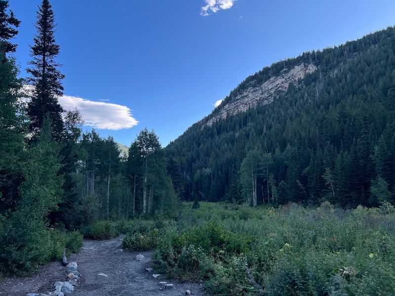 Summer Wildflowers And The Sweet Spot Season