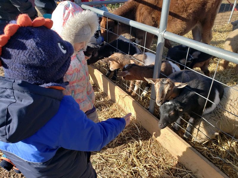 A Farm With A Purpose Beyond The Holiday Season