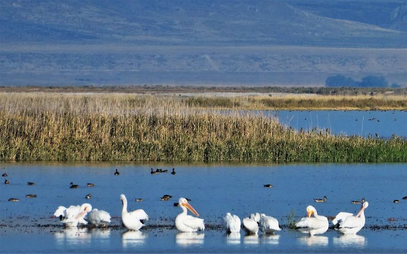 Bear River Migratory Bird Refuge — Northern Utah