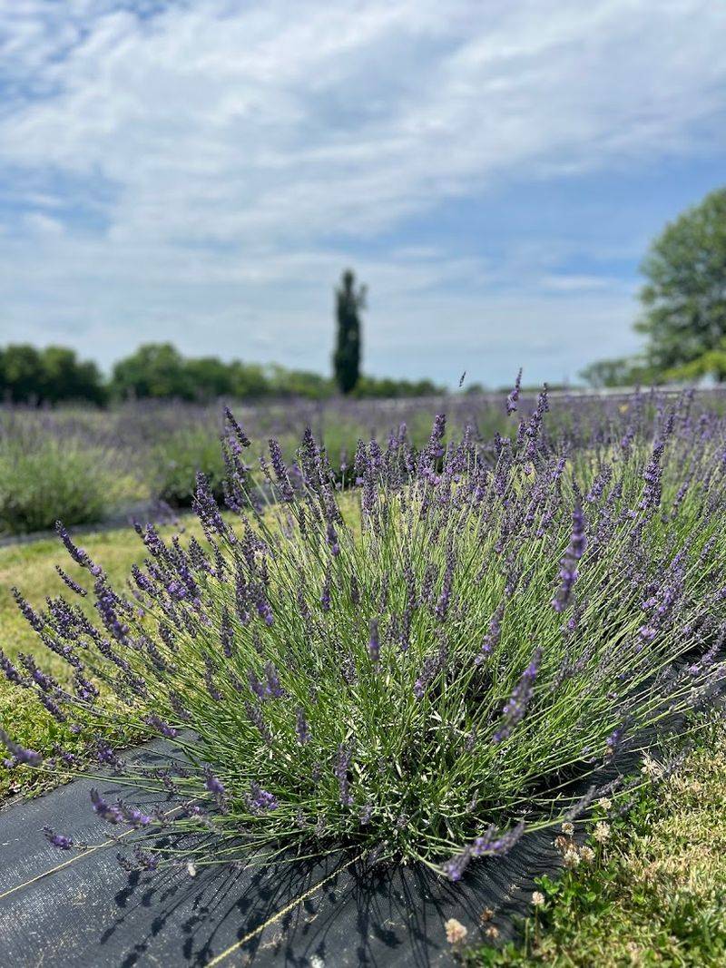The Lavender Fields Themselves
