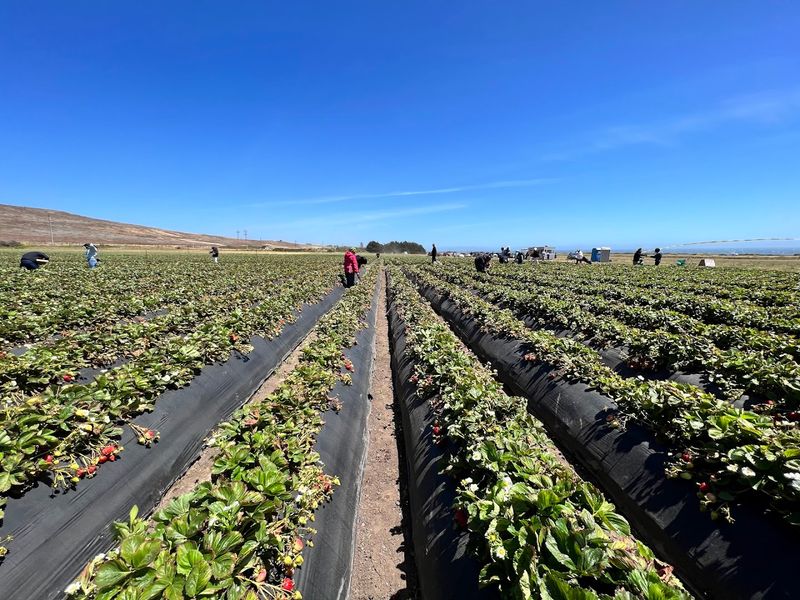 U-Pick Strawberry Fields