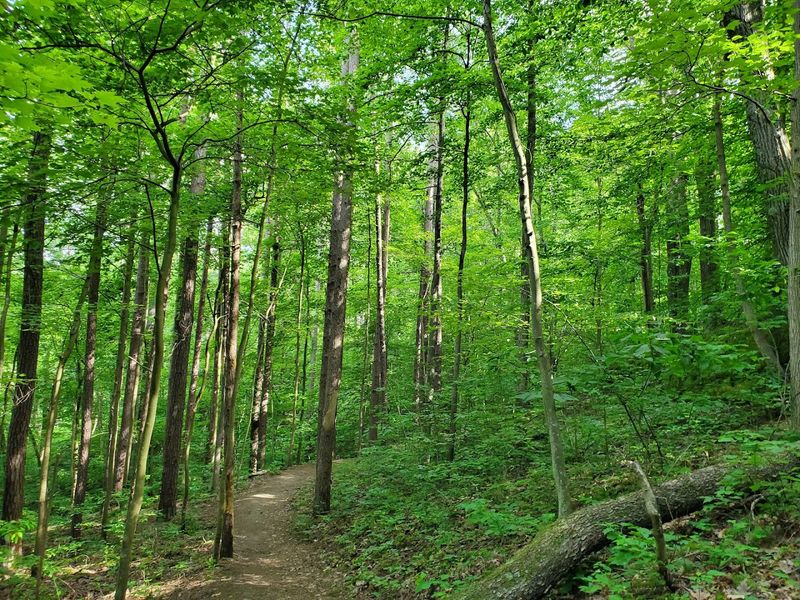 The Forest That Swallows You Whole