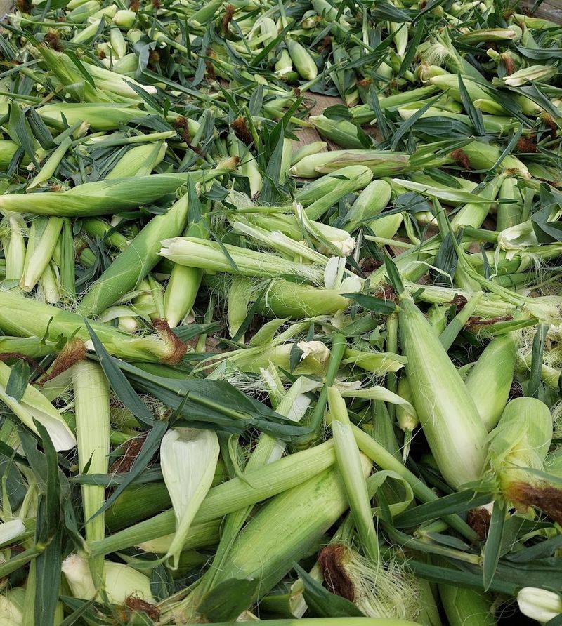 Sweet Corn Season Timing