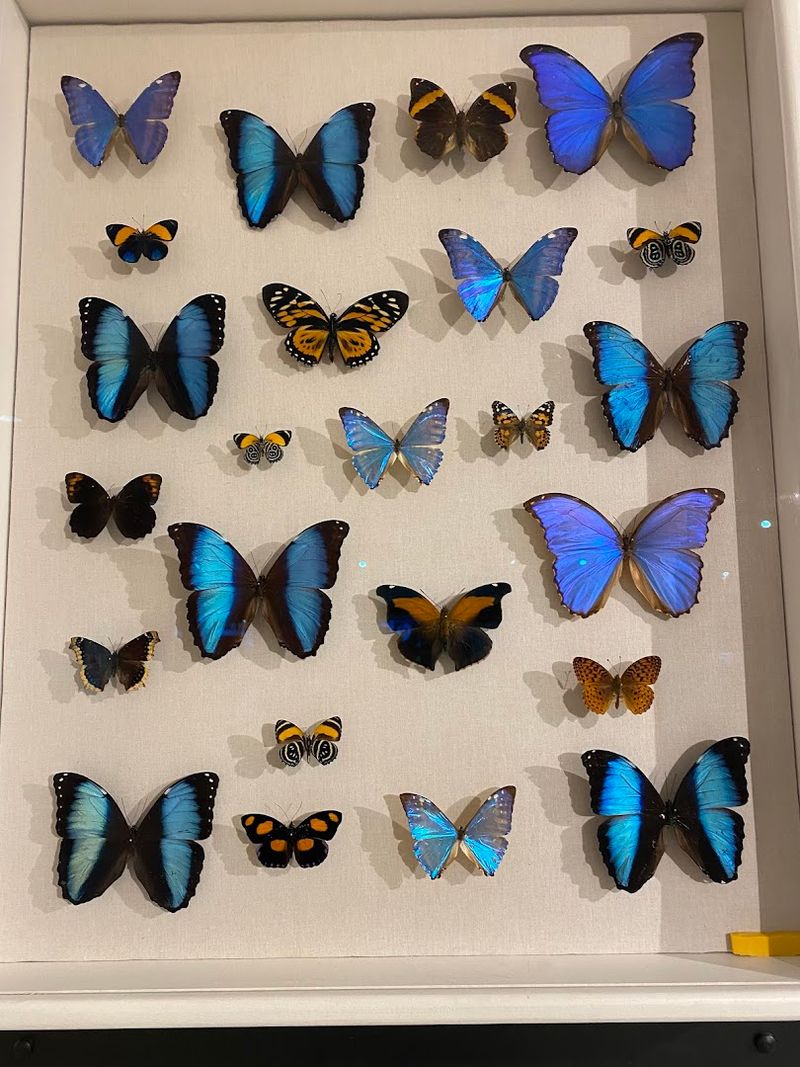 The Sheer Variety of Butterfly Species on Display