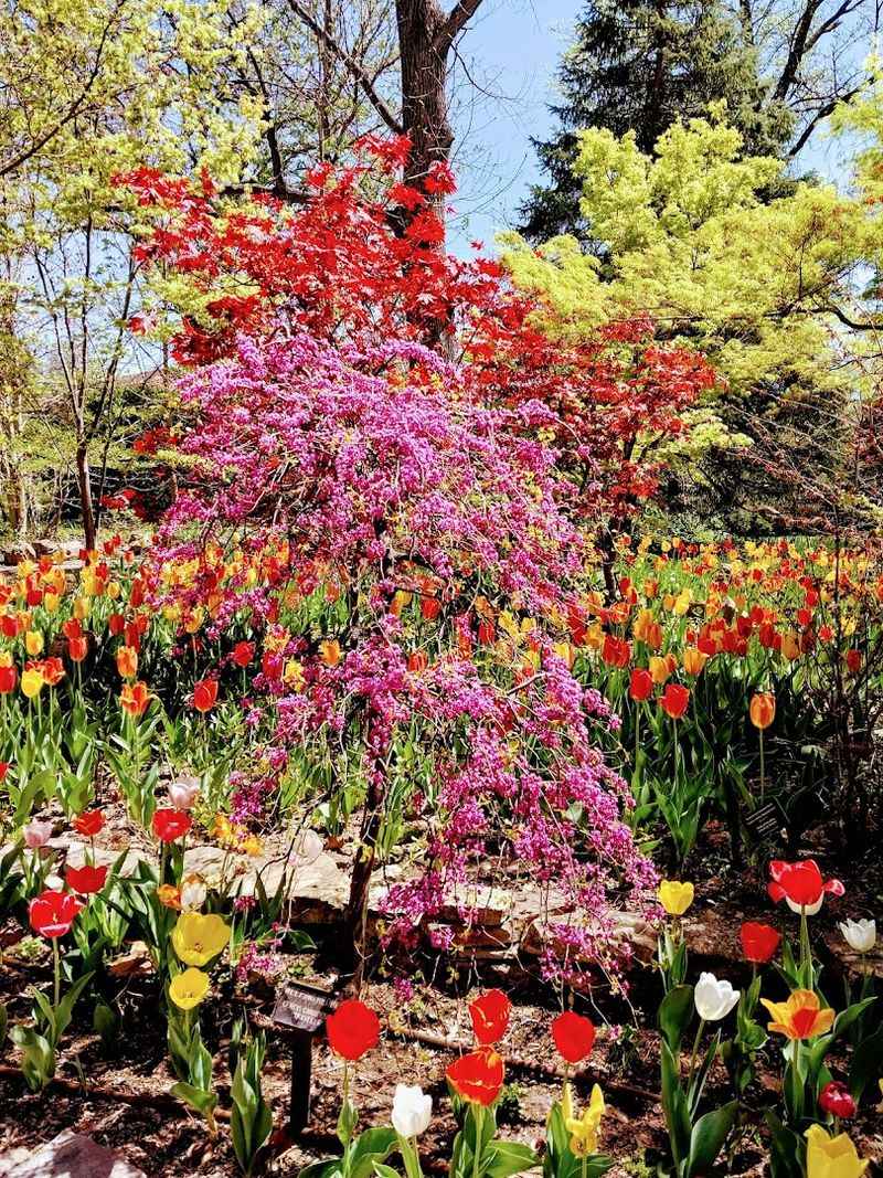 Spring Tulip Season Is Absolutely Unforgettable