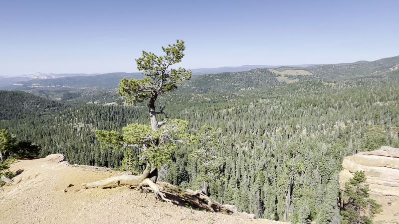 What The First Viewpoint Does To You