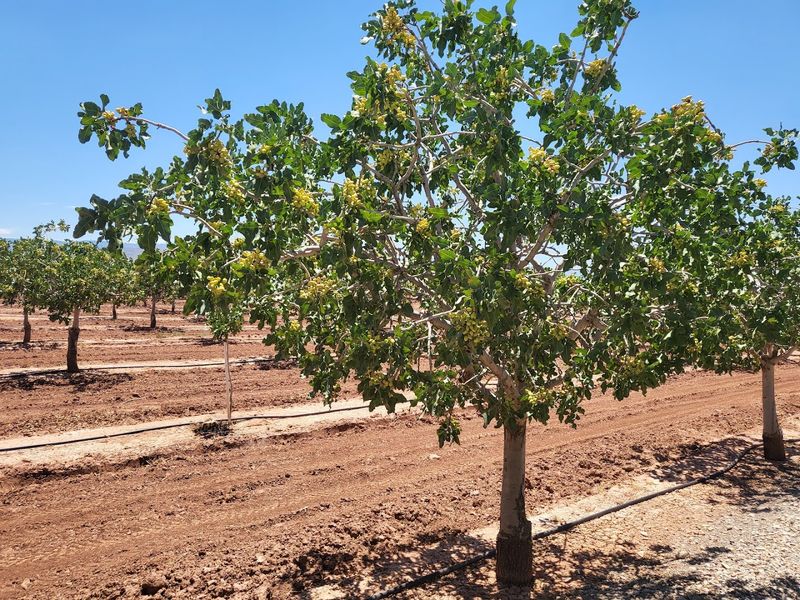 Farm Flavors In The Desert