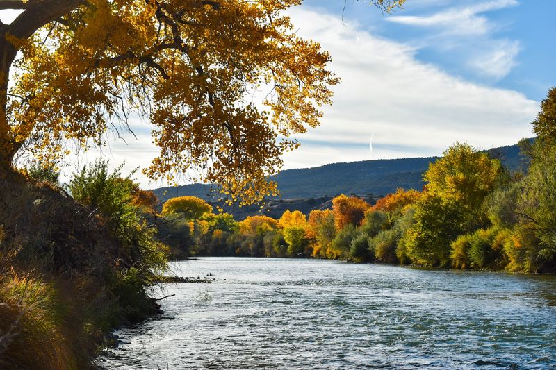 Cottonwood Shade Along The Rio Grande