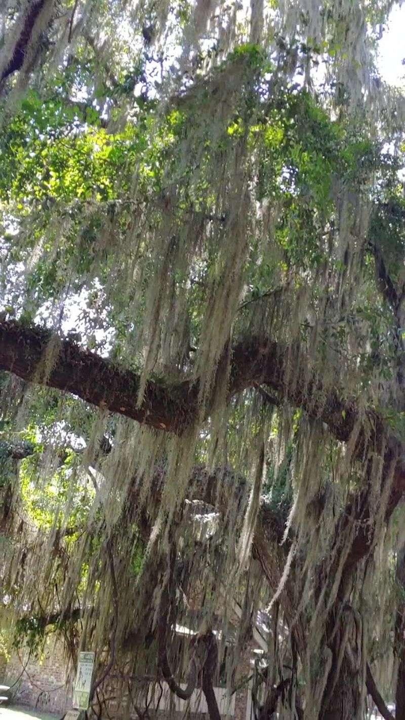 The Live Oaks That Own The Streets