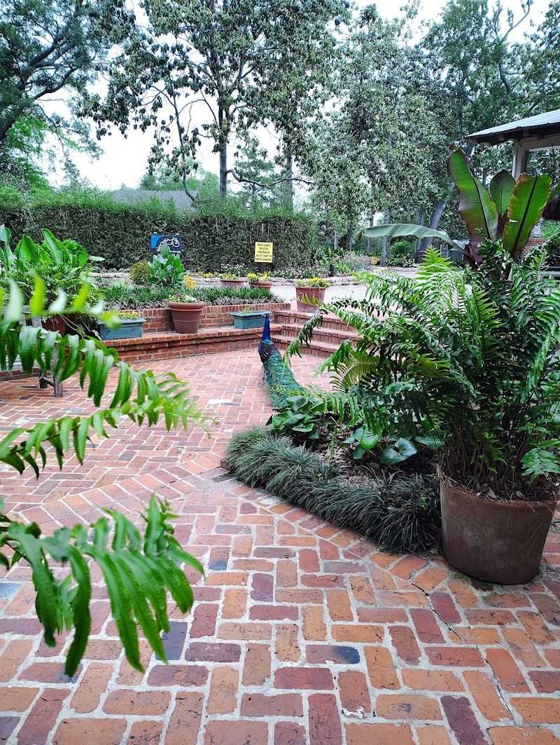 Bring A Camera For Peacocks