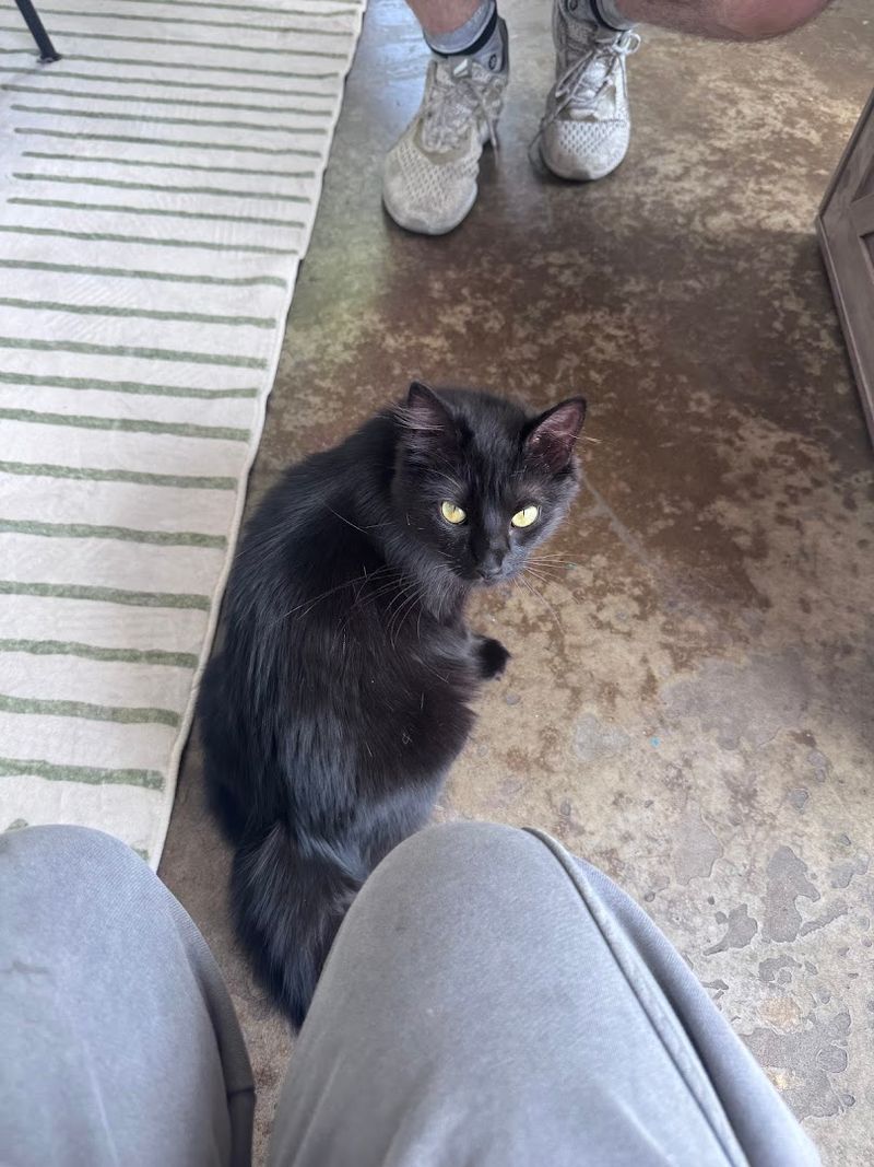Observe Cat Body Language