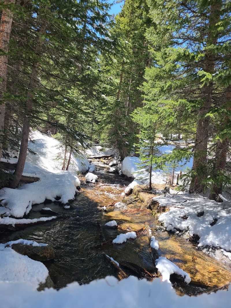Snowshoeing Through Spruce Forest