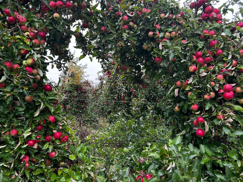 Apple Season Extends The Farm's Reach Into Fall