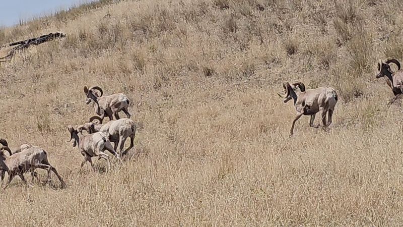 Bighorn Sheep Often Steal The Show