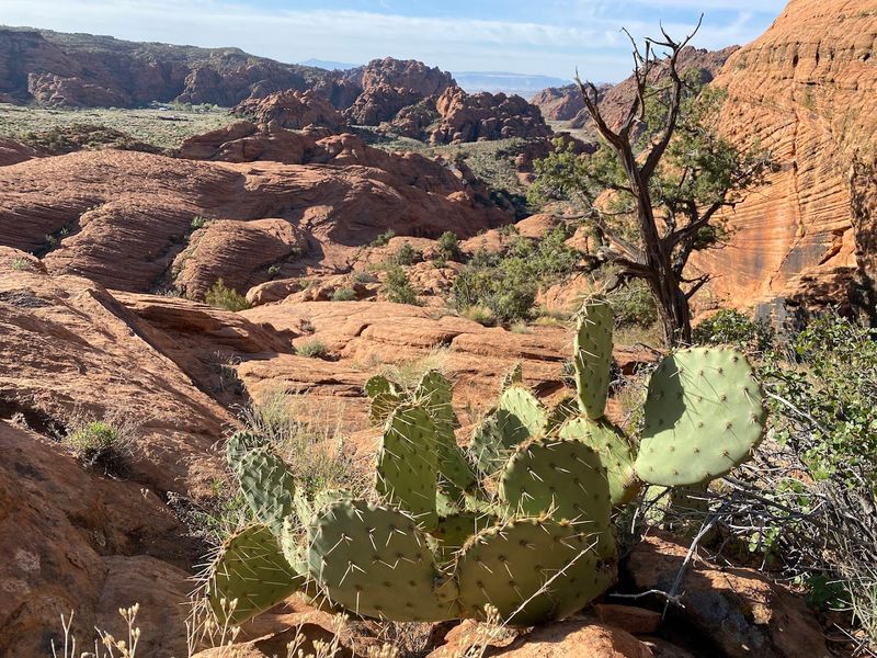Making It A Real Plan: Your Snow Canyon Visit From Start To Finish