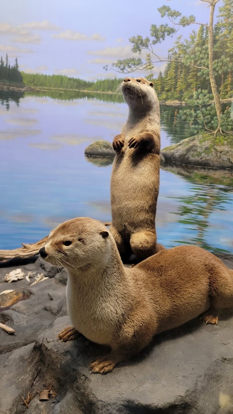 Mammals, Dioramas, And The Art Of Taxidermy