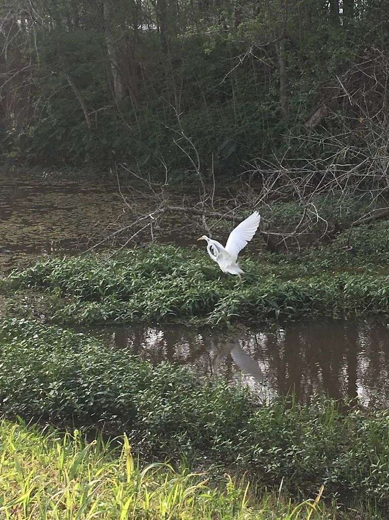 A Forested Wetland With A Job To Do