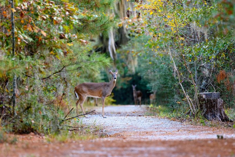 Wildlife Watching Tips