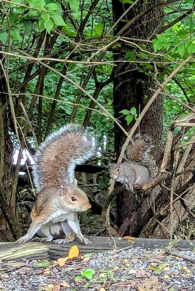 Wildlife You Will Actually See