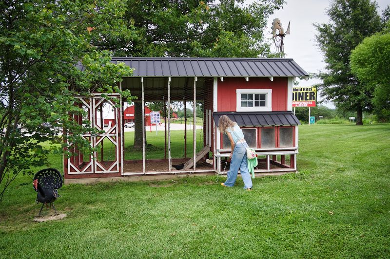 The Dog Park, Chickens, And Outdoor Extras