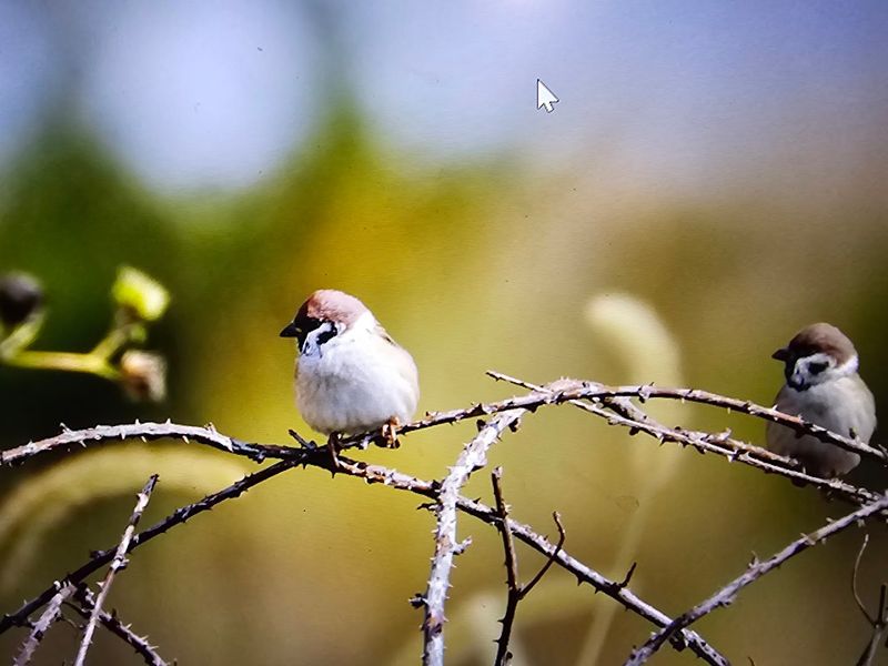 Wildlife And What You Might Spot