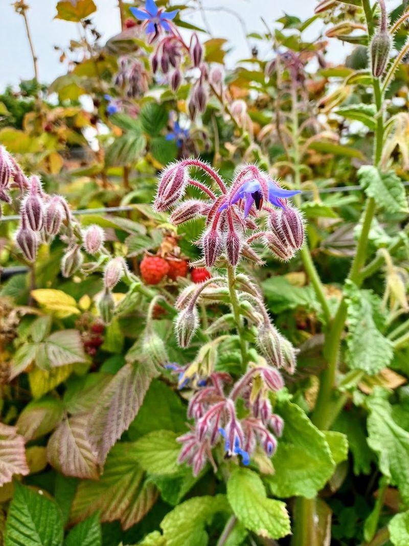 The U-Pick Flower Experience That Pairs With Your Post-Pick Smoothie