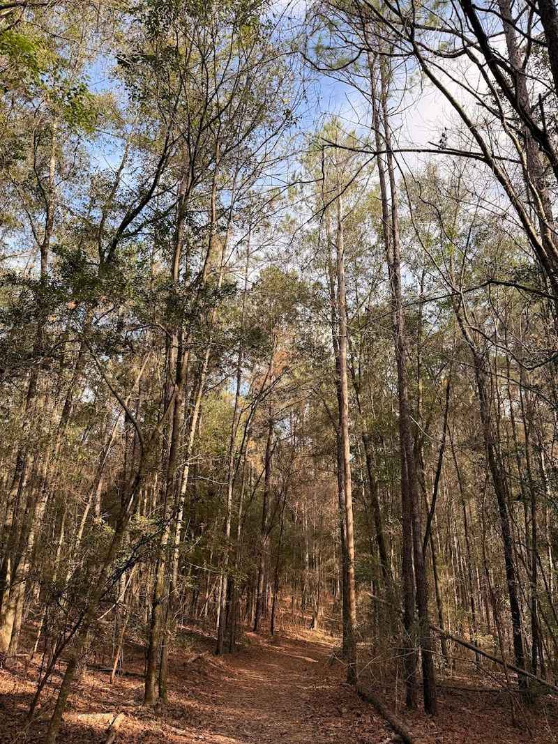 Bogue Chitto Gorge Run Trail