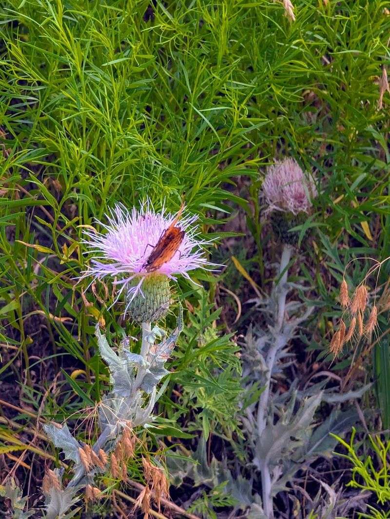 Wildlife Beyond Bison Is Abundant Here