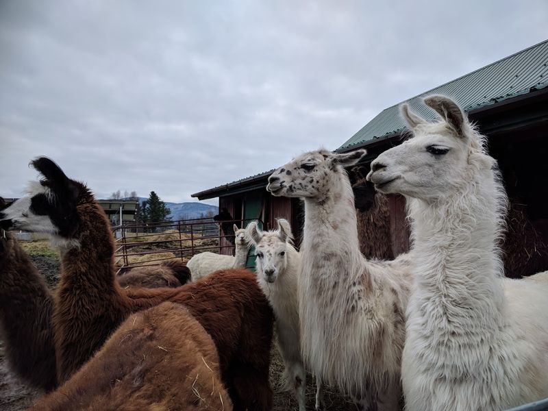 Meet The Llamas