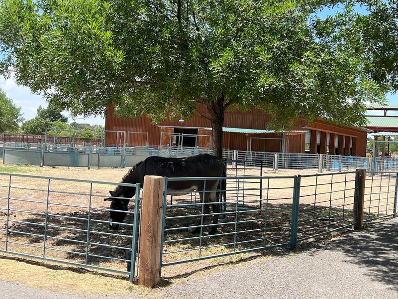 Sunlit Barns And Open Corrals