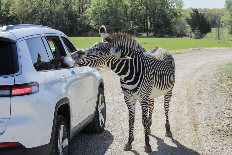 Safari Village Walk-Through