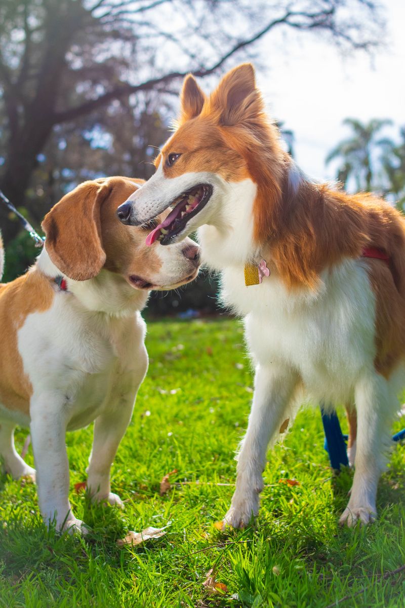Pet-Friendly Planning