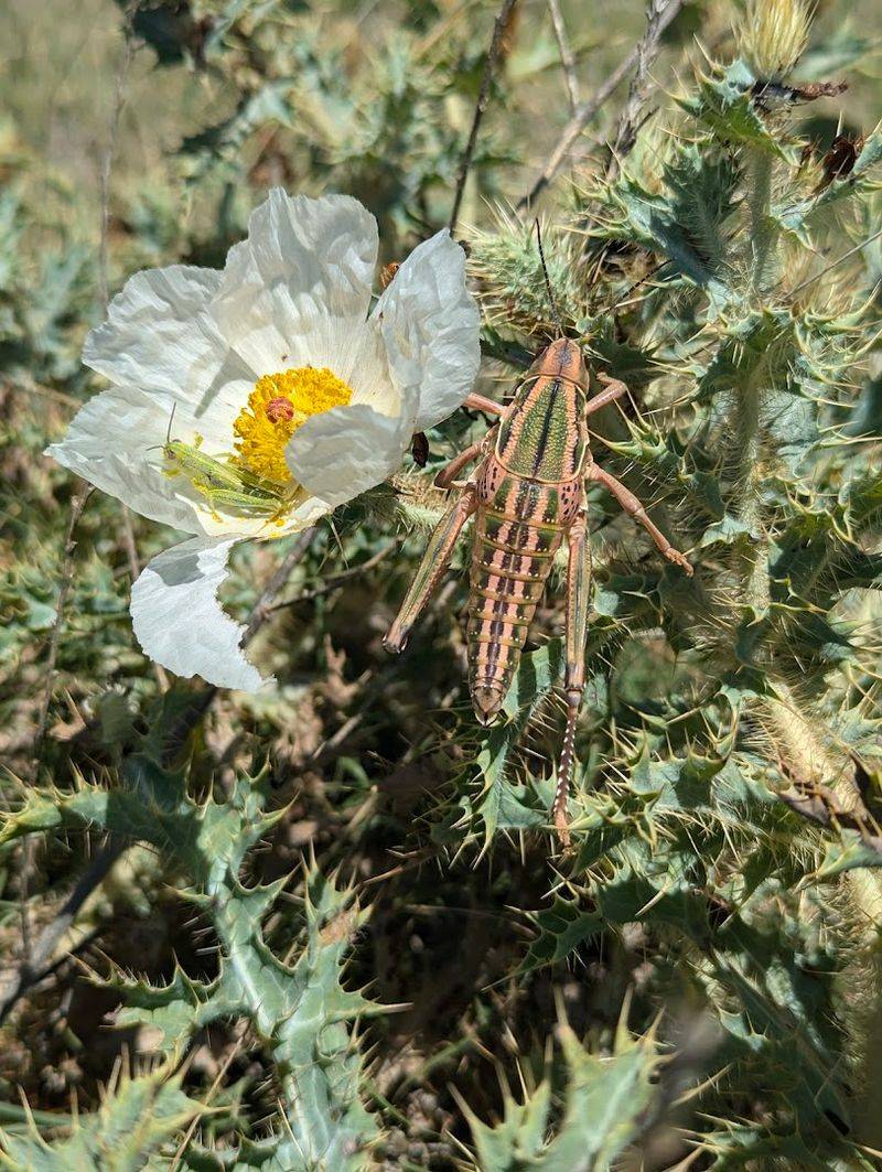 Wildlife Encounters Along The Trail