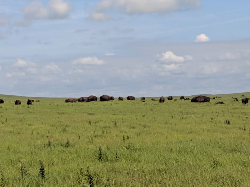 Bison Roam Freely Across The Prairie