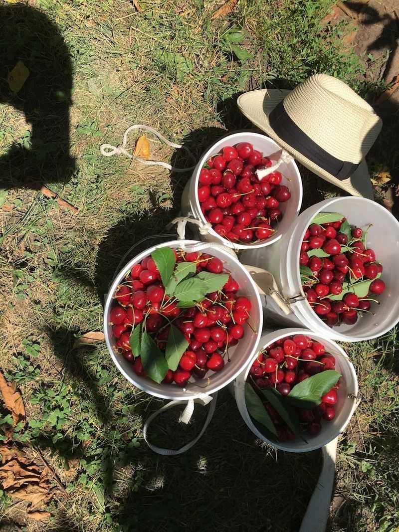 Four Cherry Varieties Growing In One Orchard