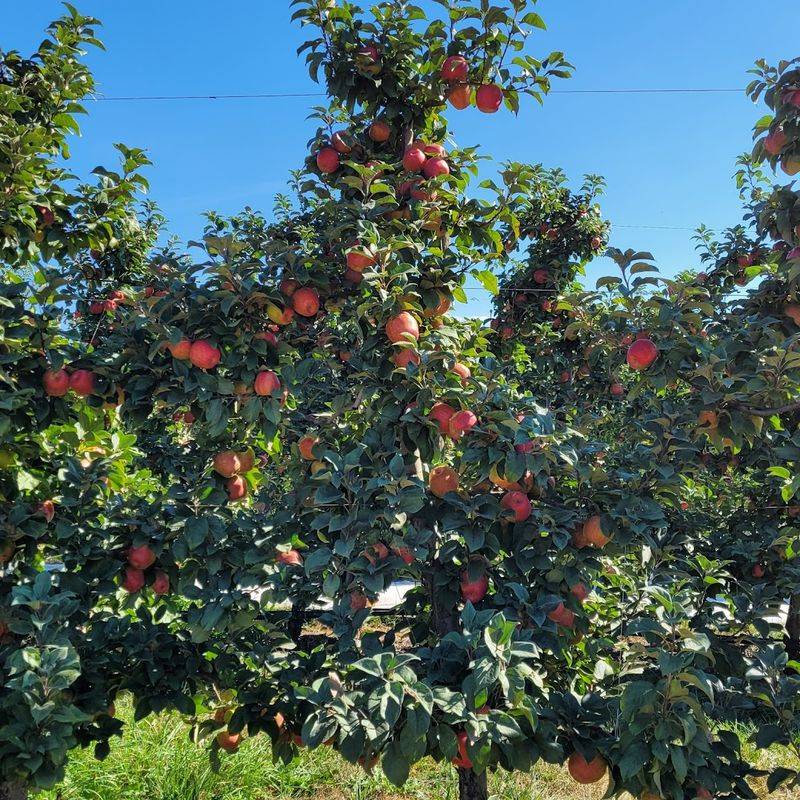The Largest Apple Orchard In Western Washington Is Right Here In Whatcom County