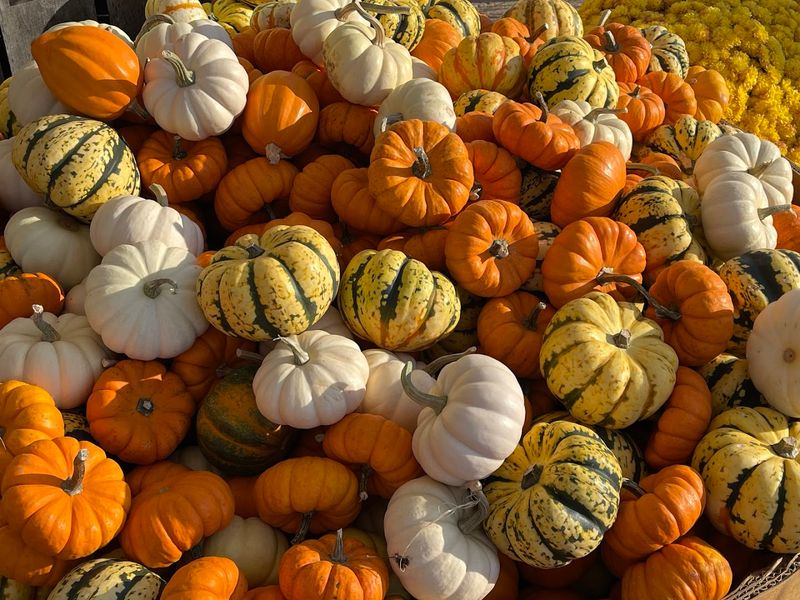 Why Bargain Hunters Make This A Seasonal Ritual