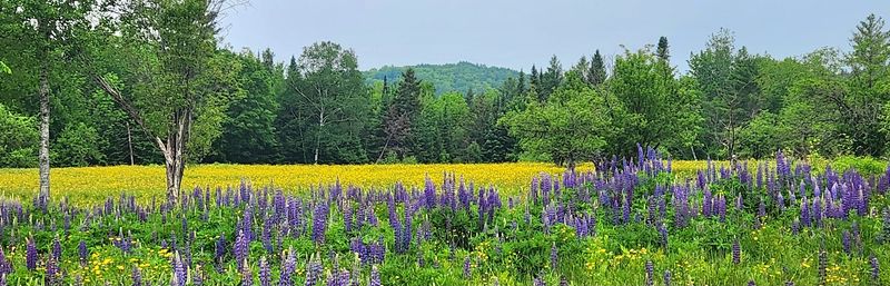 The Lupine Field Out Back