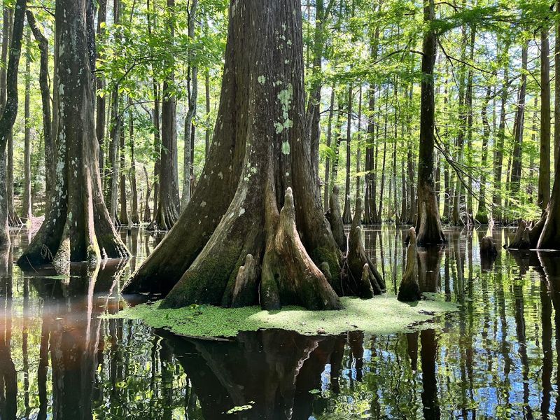 Chicot State Park