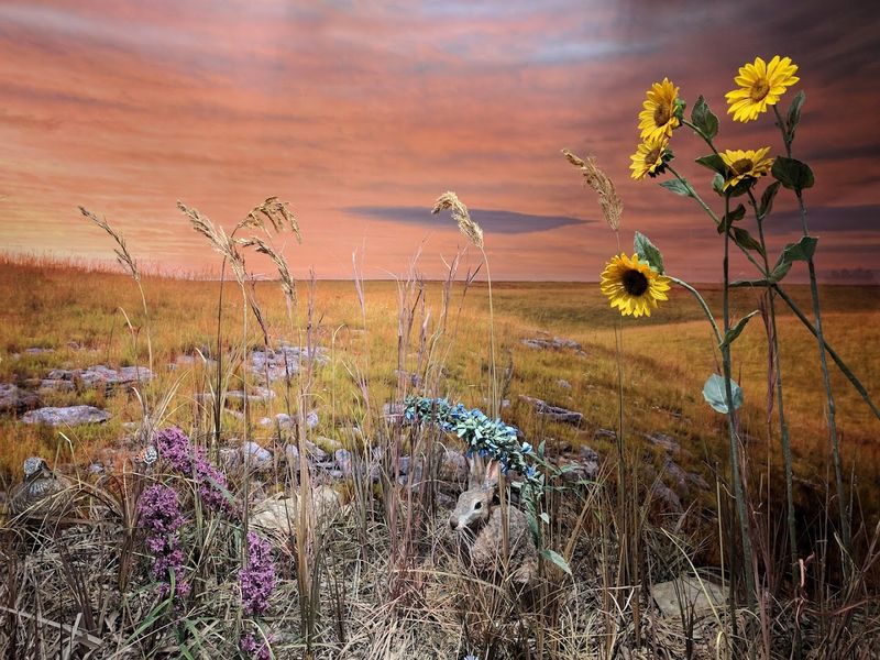 Wildflowers, Birds, And The Surprising Biodiversity Here