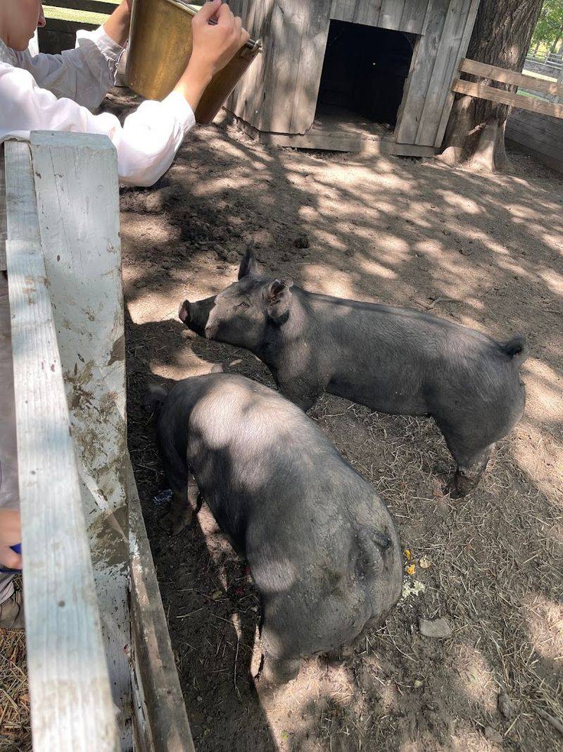 The Farmstead Is Home To Real Livestock
