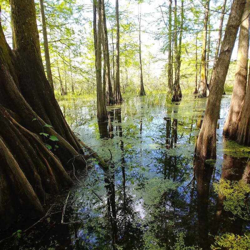 Try Early Morning Kayak Tours Before Sunrise