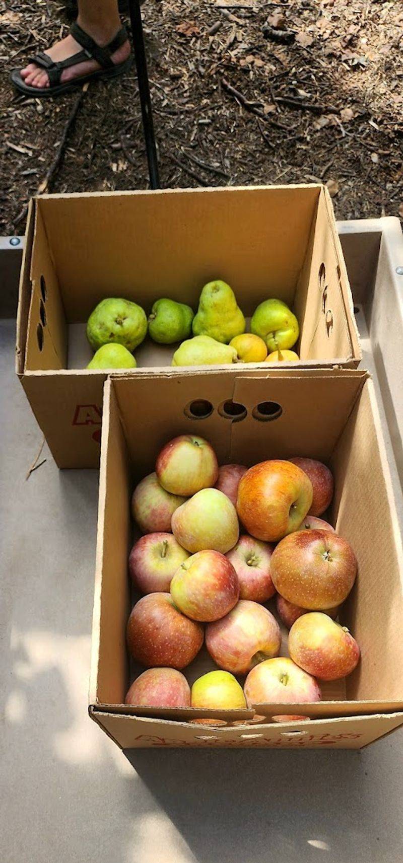 Fresh Seasonal Produce And U-Pick Orchards