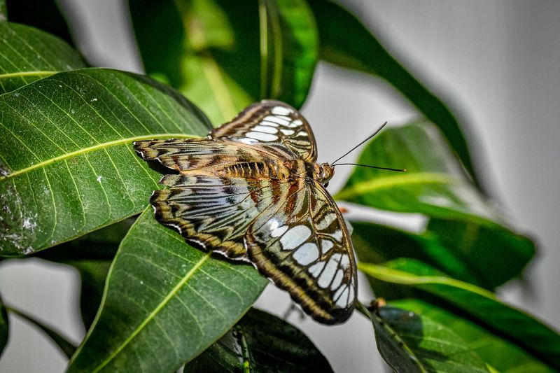 Timing Your Visit for the Best Butterfly Activity