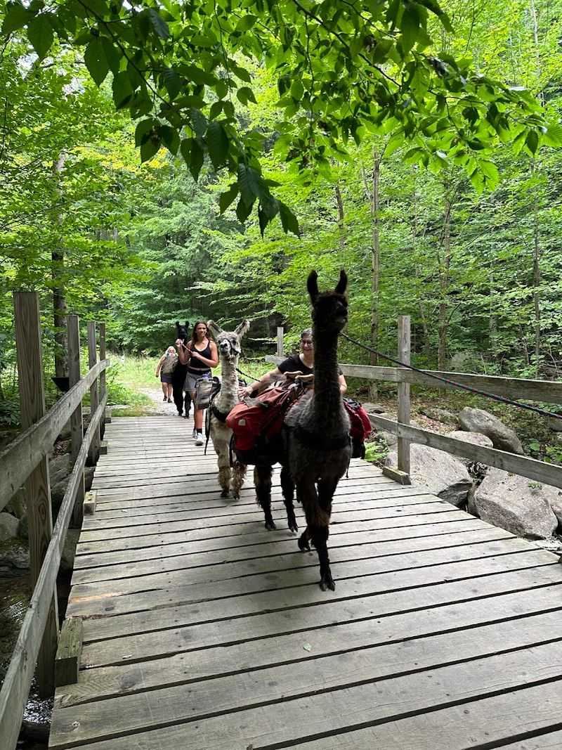 Llama Treks At Smugglers