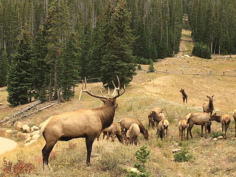 Wildlife Watching Is Real Here