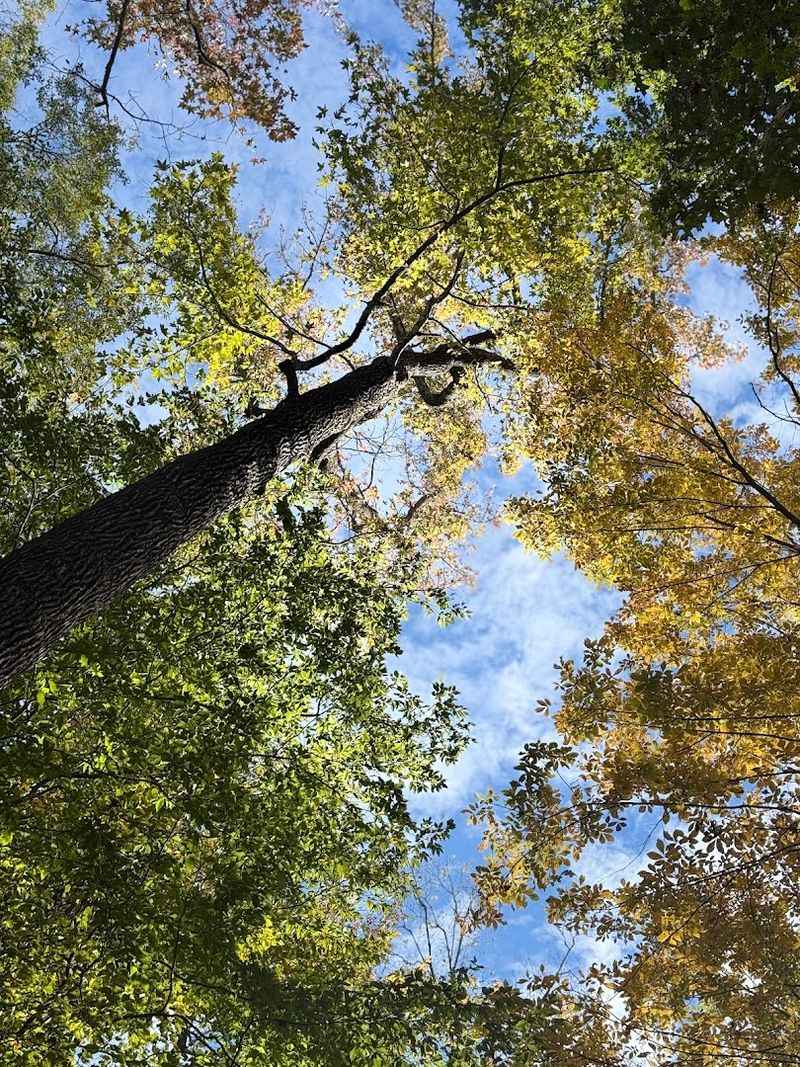 Enjoy Birding And Quiet Nature Moments