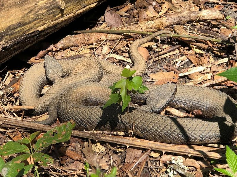 Wildlife Between The Concrete Walls